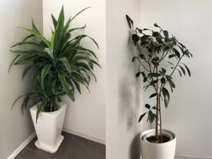 待合室の植物